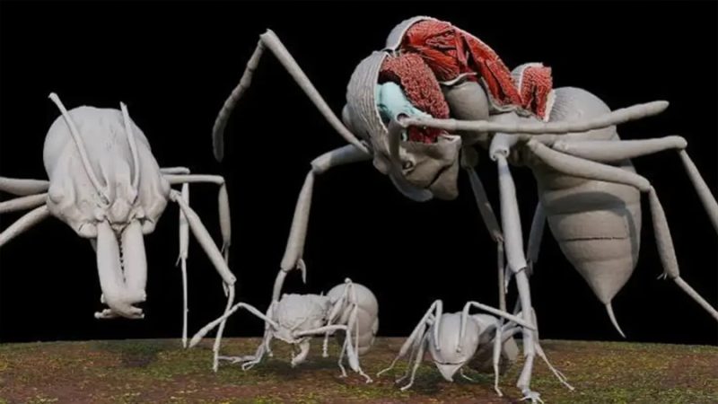 Crean biblioteca digital en 3D para conocer diversidad de hormigas