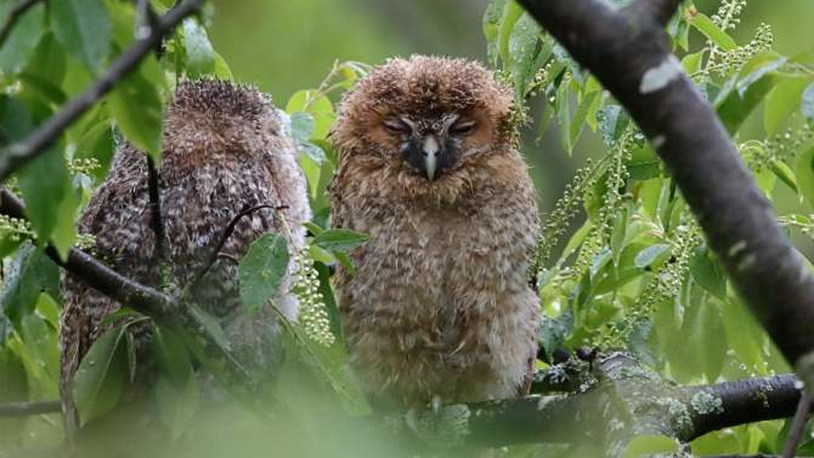 Por qué las aves no se caen de las ramas al dormir