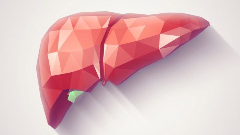 Descubren un mecanismo que podría ser clave para frenar el daño que la obesidad causa en el hígado