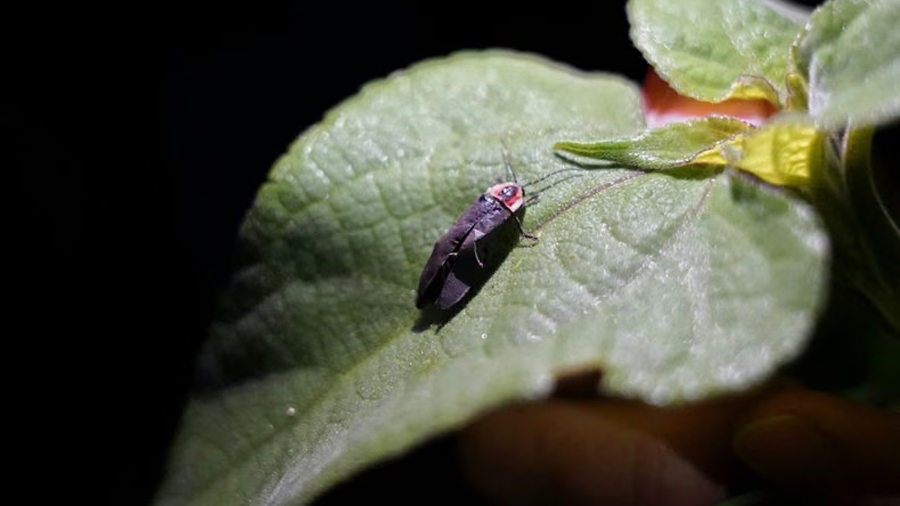 México tiene 39 nuevas luciérnagas para la ciencia; investigador de Morelia participa en proyecto