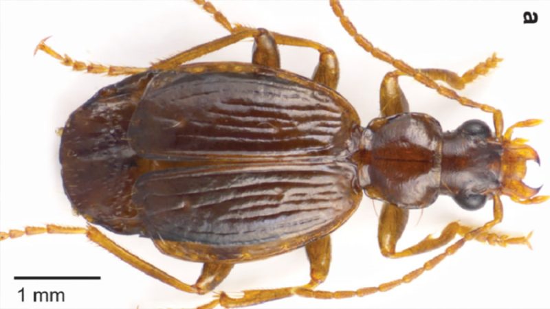 Ecuador: Investigadores descubren una nueva especie de escarabajo en los páramos