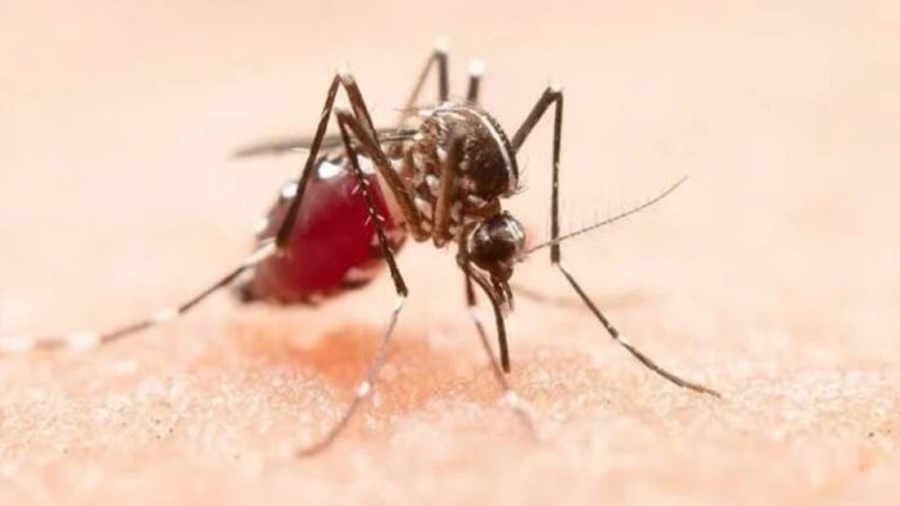 Descubren que el dengue debilita la barrera protectora de los vasos sanguíneos