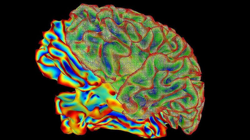 Descubren que el cerebro humano no es un órgano sino dos