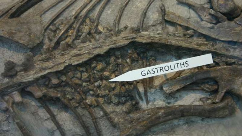 Cómo los gastrolitos ayudaron a los dinosaurios a procesar su comida