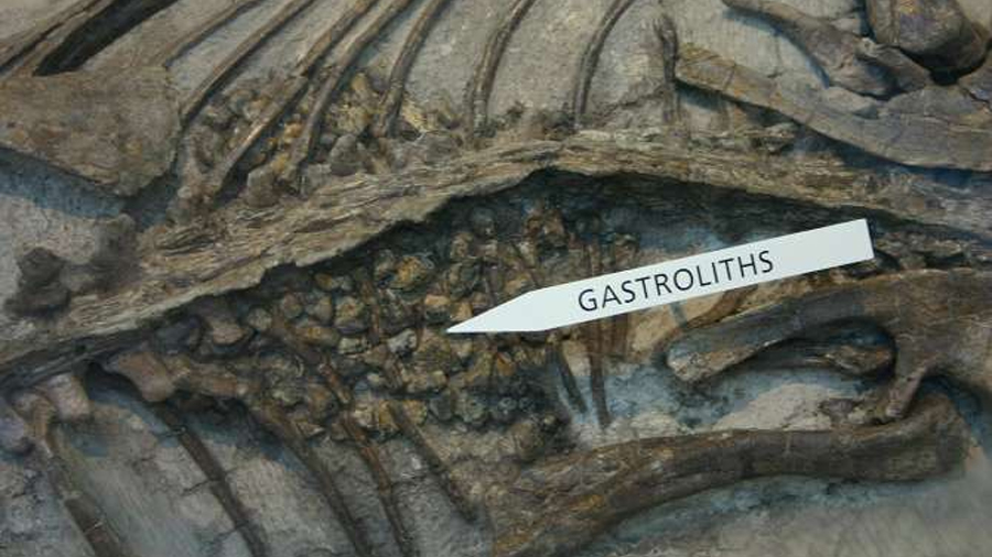 Cómo los gastrolitos ayudaron a los dinosaurios a procesar su comida
