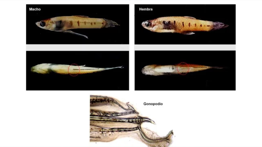 Orgullo científico en Mar del Plata: investigadores descubren una especie de pez desconocida para la ciencia