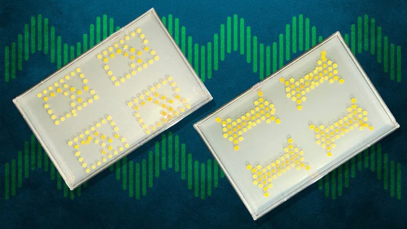 Científicos convierten bacterias en transistores y crean circuitos vivos