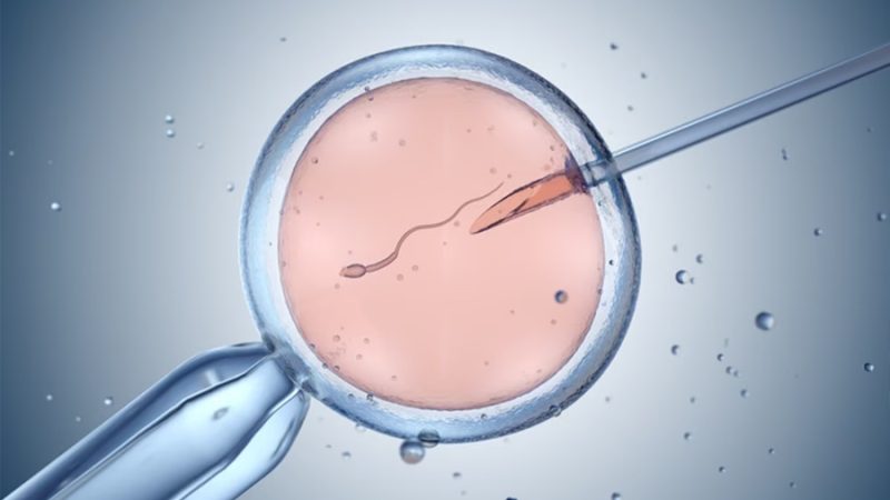 Vacunas: crean en laboratorio células B humanas para estudiar cómo mejoran los anticuerpos
