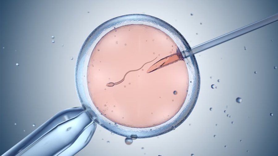 Vacunas: crean en laboratorio células B humanas para estudiar cómo mejoran los anticuerpos