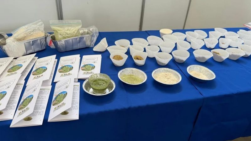 Para preservar especies de nopales, crean alimento funcional
