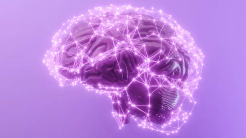 Científicos crean el atlas más detallado de la corteza prefrontal con más de seis millones de células