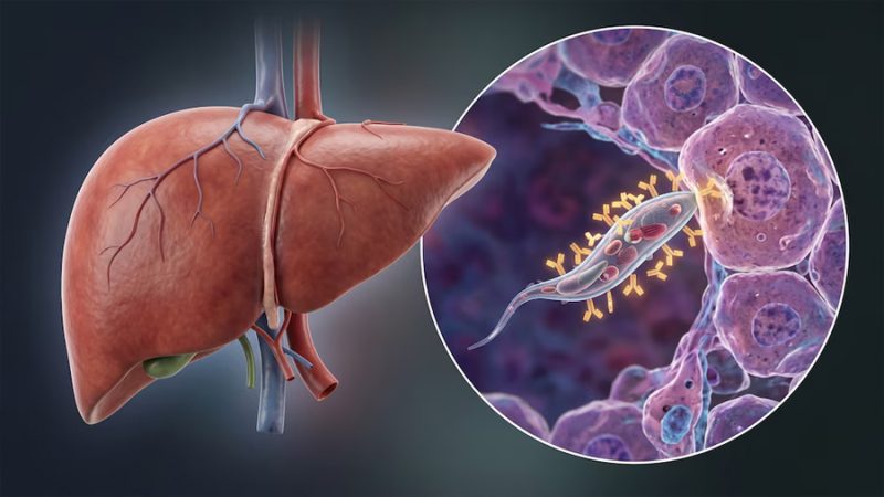 Descubren cómo bloquear al parásito de la malaria antes de que llegue al hígado y prevenir recaídas