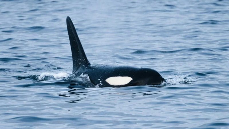 Una orca que come de todo recorre el Pacífico de México a Perú y podría ser un tipo nuevo para la ciencia