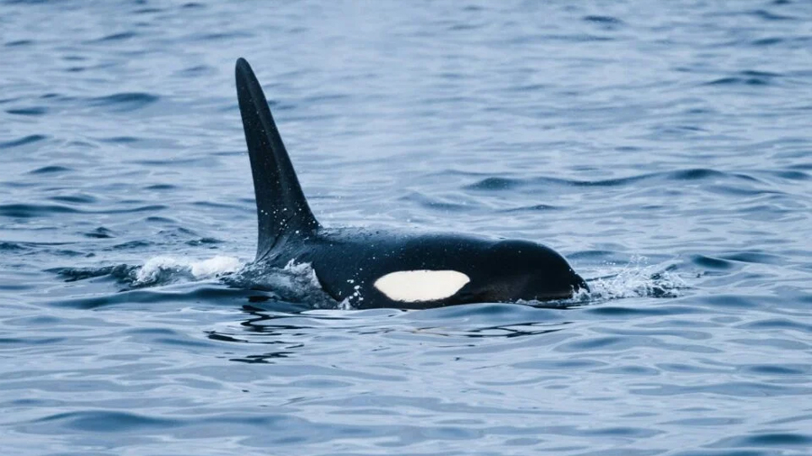 Una orca que come de todo recorre el Pacífico de México a Perú y podría ser un tipo nuevo para la ciencia