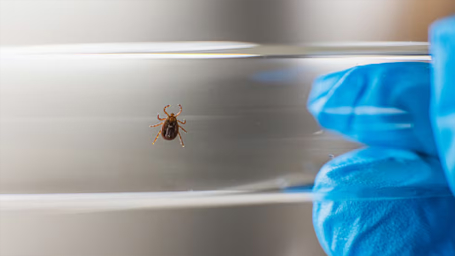 Descubren un nuevo virus en China que podría explicar una misteriosa enfermedad transmitida por garrapatas
