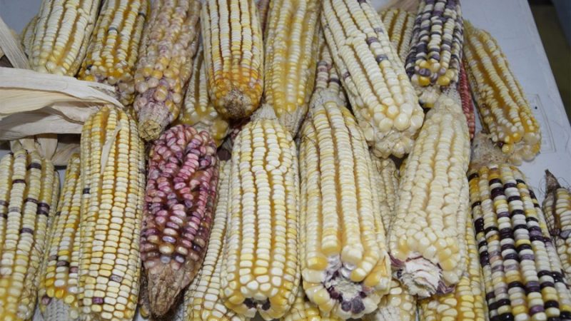 Ciencia y colaboración fortalecen el futuro del maíz en México