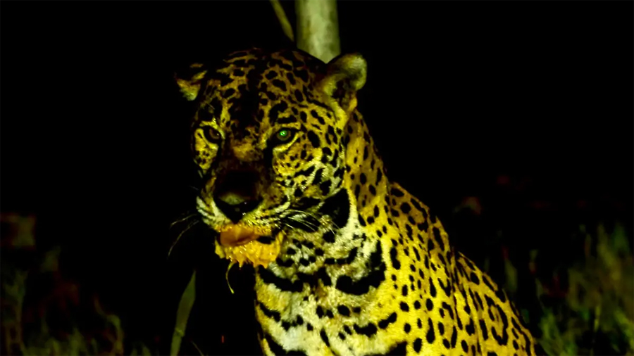 Proyecto de parque acuático más grande de Latinoamérica amenaza al jaguar y las tortugas marinas en México
