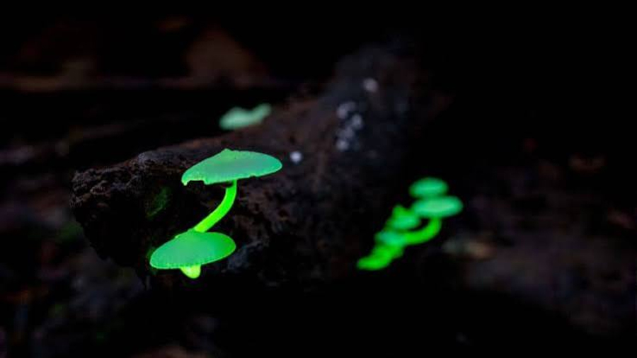 La luz de los hongos contra el cáncer: años de investigación desvelan cómo crean un brillo inagotable para la medicina