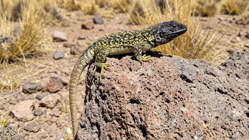 Científicos descubren en Arequipa una nueva especie de lagartija que habita a más de 4.800 metros sobre el nivel del mar
