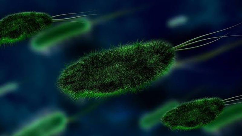 Los virus gigantes poseen algunas partículas de mayor tamaño descritas hasta ahora: Jônatas Abrahão