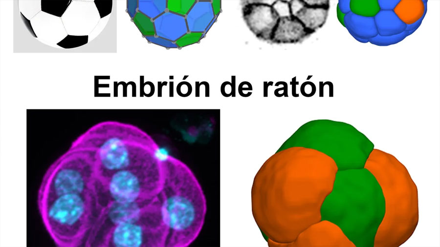 Investigadores españoles descubren que las células siguen las matemáticas del balón de fútbol