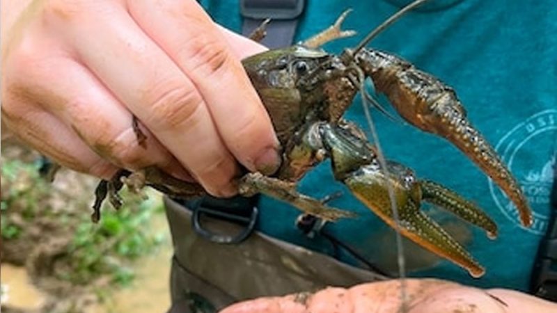 Investigadores estadounidenses descubren al cangrejo de río más grande de Norteamérica