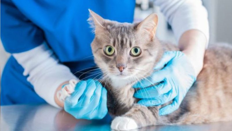 Enfermedad genética conocida en humanos, ahora fue identificada en gatos