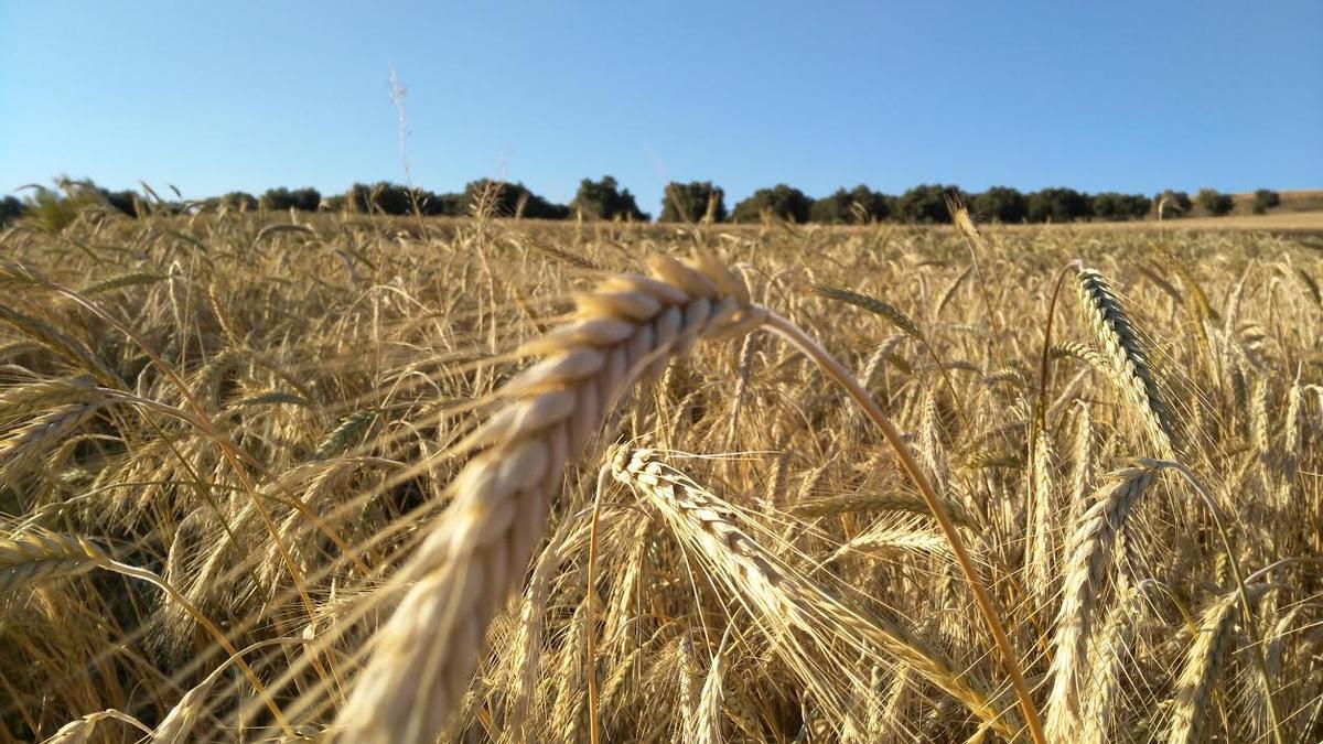 Auditoría genética del trigo: investigadores de la Universidad de Córdoba descubren que la variabilidad genética del gluten estaba sobreestimada