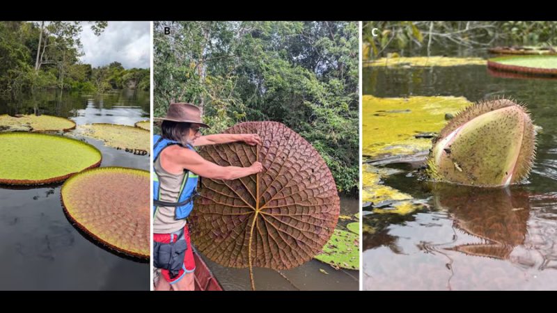 Victoria colombiana: descubren nueva especie del emblemático lirio de agua gigante