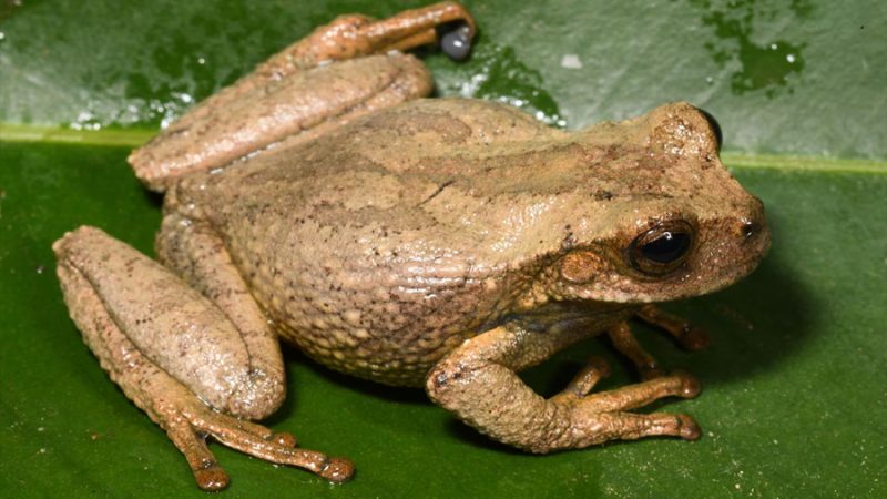 Descubren una nueva rana marsupial dorada en los Andes peruanos