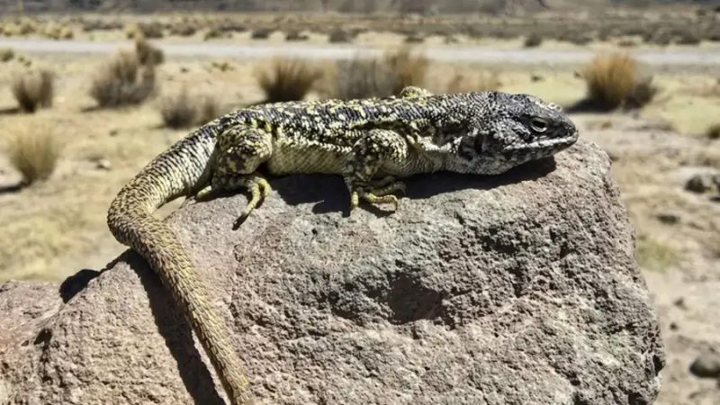 Investigadores peruanos descubren una nueva especie de lagartija que habita en el altiplano de Arequipa
