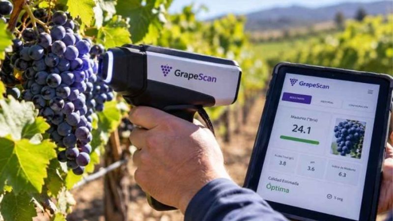 Investigadores de CITRA UTalca crean tecnología que detecta madurez de la uva en segundos