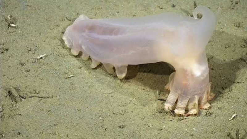 Descubren un ‘Loki’ y 56 especies más ocultas en las profundidades del Atlántico