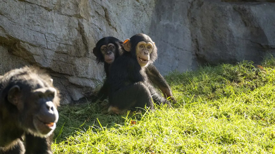 Científicos crean una ‘miniglándula’ humana que funciona dentro de un mono