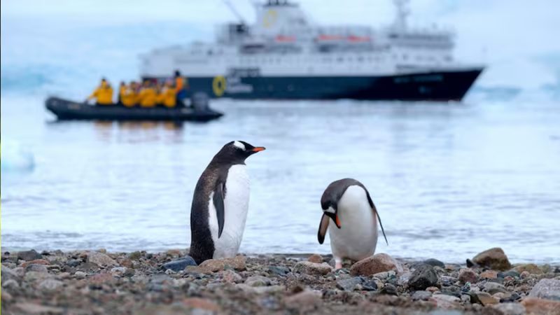 Científicos descubren una nueva especie de pingüino por primera vez en más de 100 años: vive en las islas Kerguelen