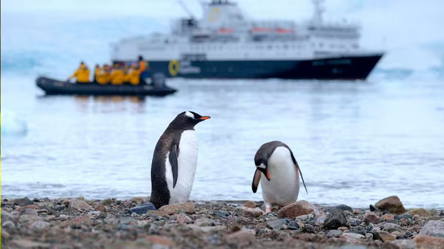 Científicos descubren una nueva especie de pingüino por primera vez en más de 100 años: vive en las islas Kerguelen