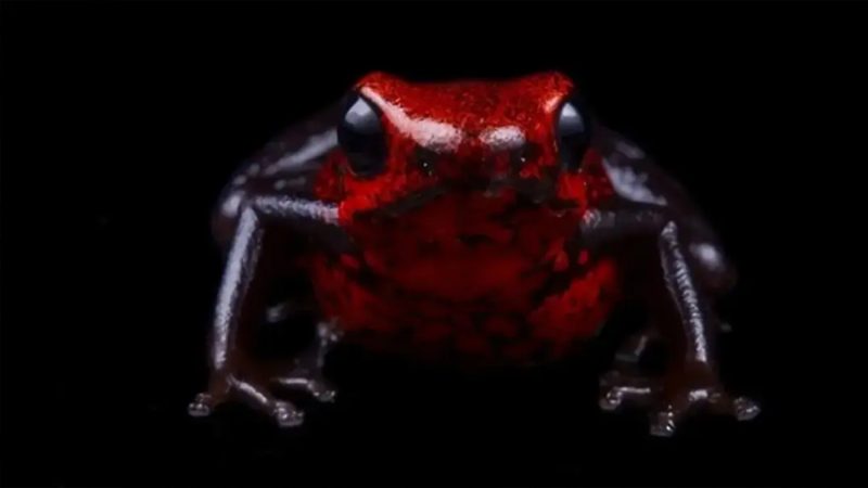 Descubren nueva especie de rana diminuta y venenosa en Ecuador