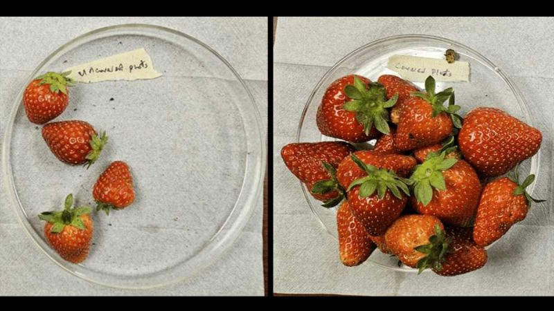 Crean una ‘armadura’ de tela para las fresas: bloquea los insectos y consigue hasta 3,56 veces más producción