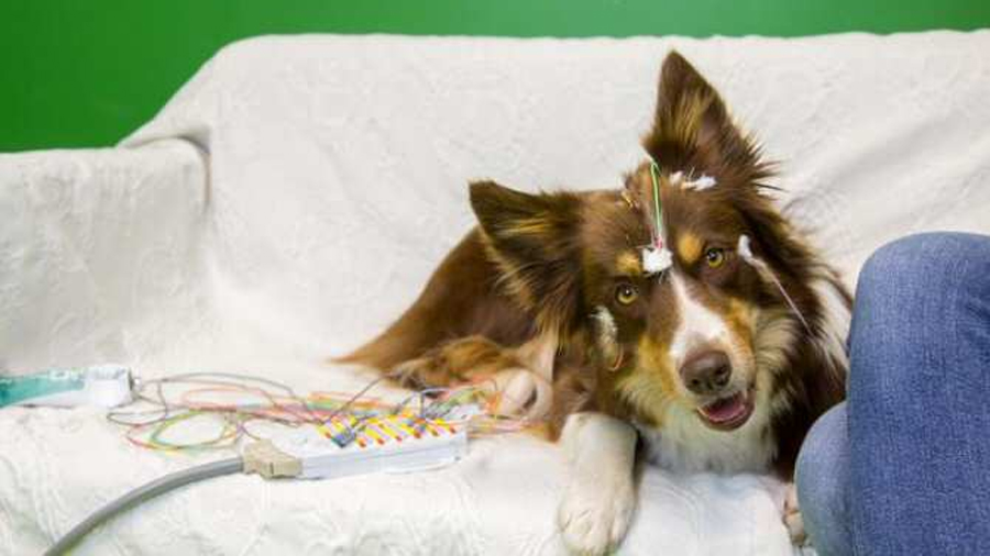 Procesamiento cerebral del habla inesperadamente humano en los perros