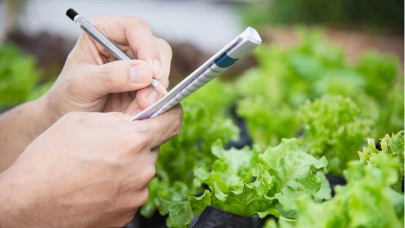 Científicos crean una lechuga capaz de producir proteínas de la carne: el experimento que podría transformar la industria alimentaria