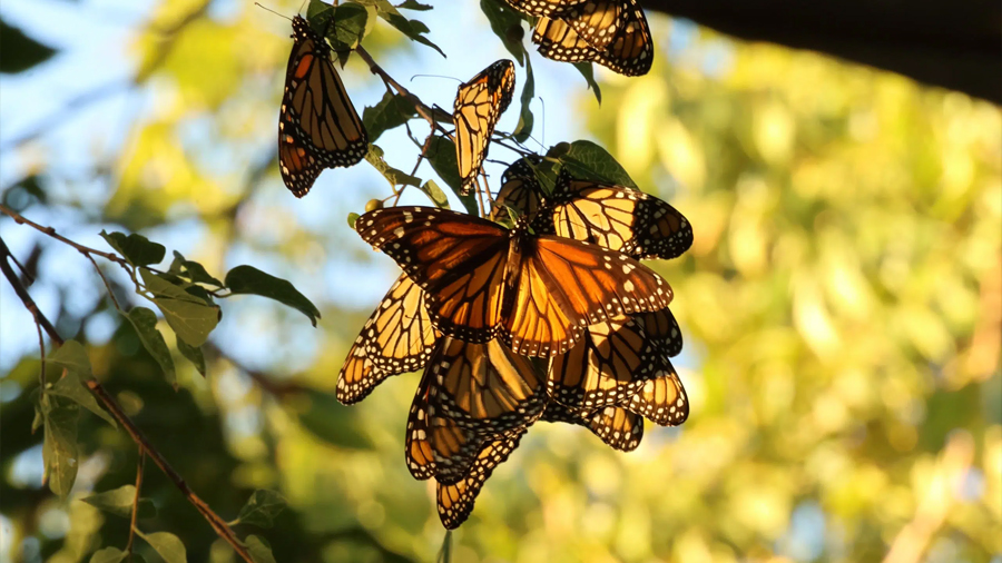 Tecnología y ciencia ciudadana se unen para proteger a la mariposa monarca durante su migración hacia México