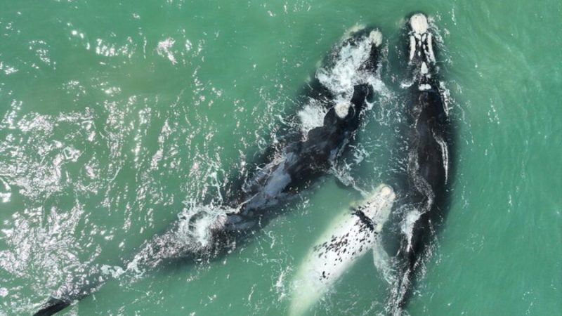 Las orcas están cazando tiburones blancos y extrayendo sus hígados: los científicos descubren una estrategia que está cambiando los océanos