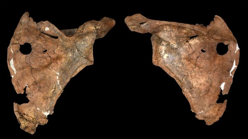 Descubren uno de los primeros crímenes de la historia: un asesinato hace 75.000 años