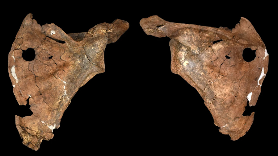Descubren uno de los primeros crímenes de la historia: un asesinato hace 75.000 años