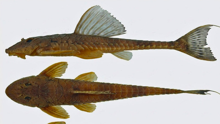 Investigadores de Perú y Brasil descubren una nueva especie de pez en Brasil