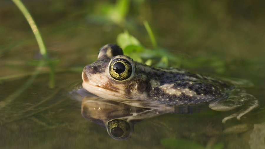 Este animal mexicano puede pasar años bajo tierra y salir únicamente cuando llegan las lluvias