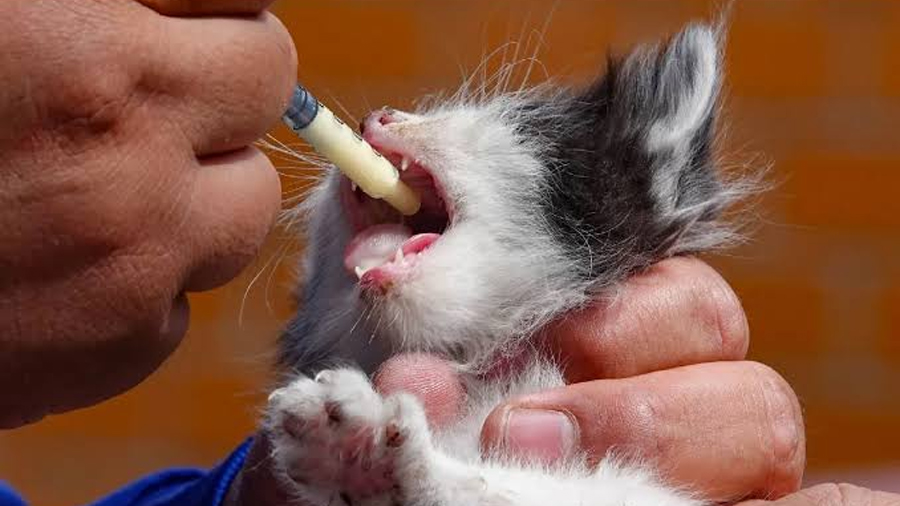 Se perfila en México la Ley de Bienestar y Protección Animal