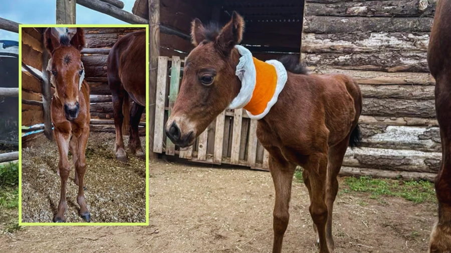 Nació en Chile el primer caballo clonado: así lograron crear una copia genética de una yegua famosa