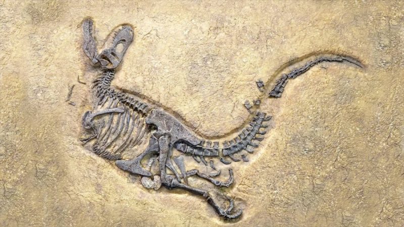 Descubren nueva especie de dinosaurio en yacimiento submarino de Croacia